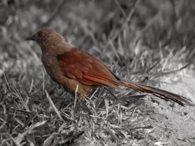 Photo of Andaman Brown Coucal by Planet Asia Expeditions