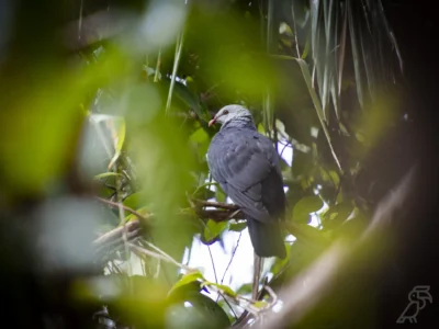 A beautiful Photo of Andaman Wood Pigeon