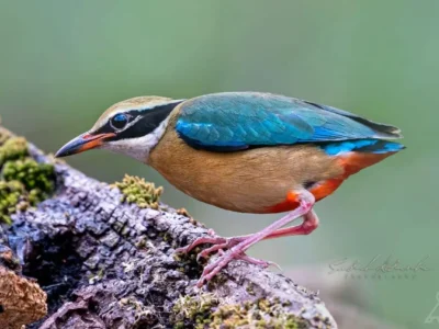 A Photo of Indian Pitta by Planet Asia Expeditions