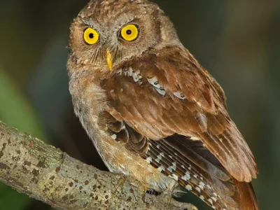 Andaman Scops Owl