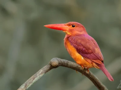 Photo of Ruddy King Fisher by Planet Asia Expeditions