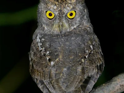 Photo of Owls of Andaman by Planet Asia Expeditions
