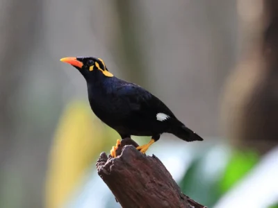 Photo of southern hill myna by planet asia expeditions