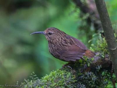 Photo of Long Billed Wren Babbler