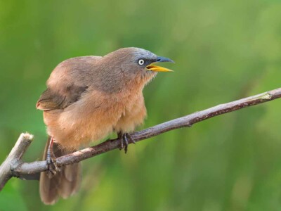 Rufous Babbler is a Western Ghats Endemic