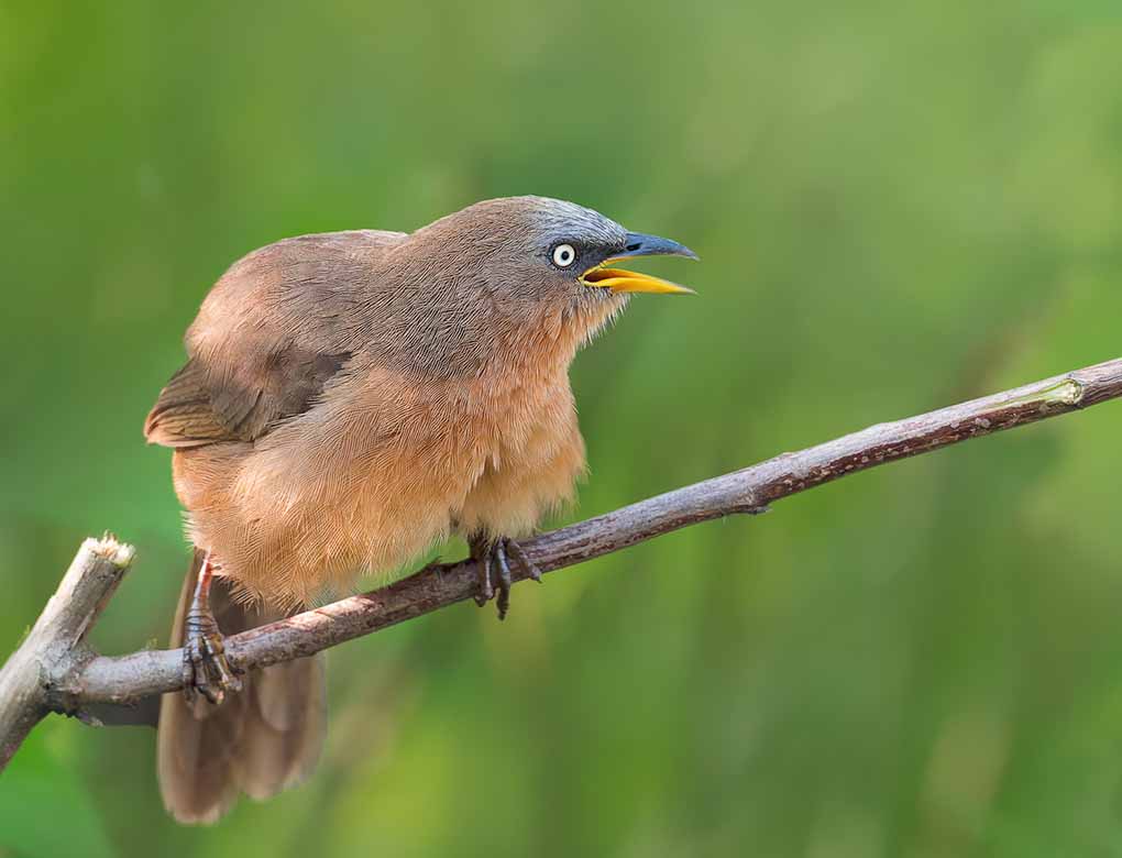 Rufous Babbler is a Western Ghats Endemic