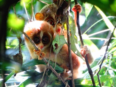Photo of Slender Loris