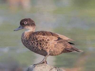 A beutiful photo of Andaman Teal Endemic Bird of Andamans by Planet Asia Expeditions