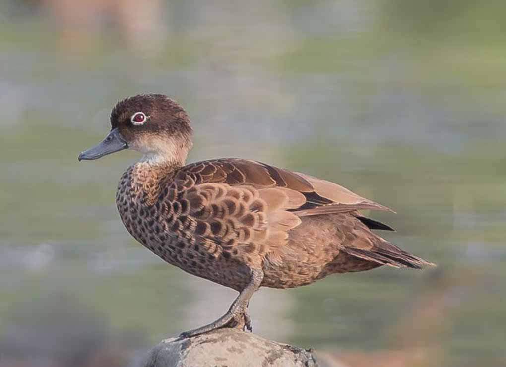 A beutiful photo of Andaman Teal Endemic Bird of Andamans by Planet Asia Expeditions