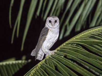 A Photo of Andaman Mask Owl by Planet Asia Expeditions
