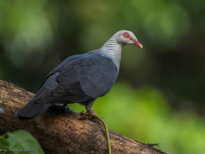 Andaman Wood Pigeon by Planet Asia Expeditions