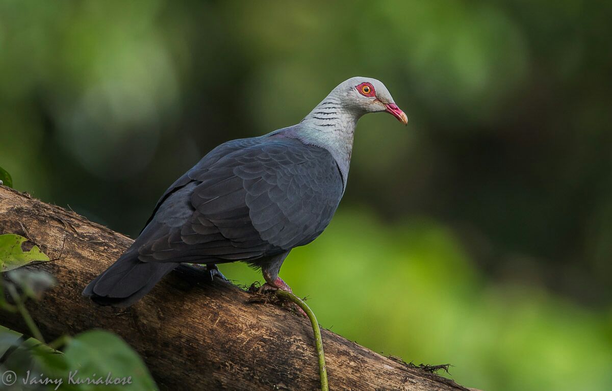 Andaman Wood Pigeon by Planet Asia Expeditions