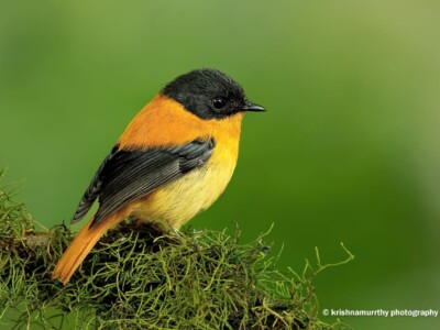 Black & Orange Flycatcher from the Planet Asia Website