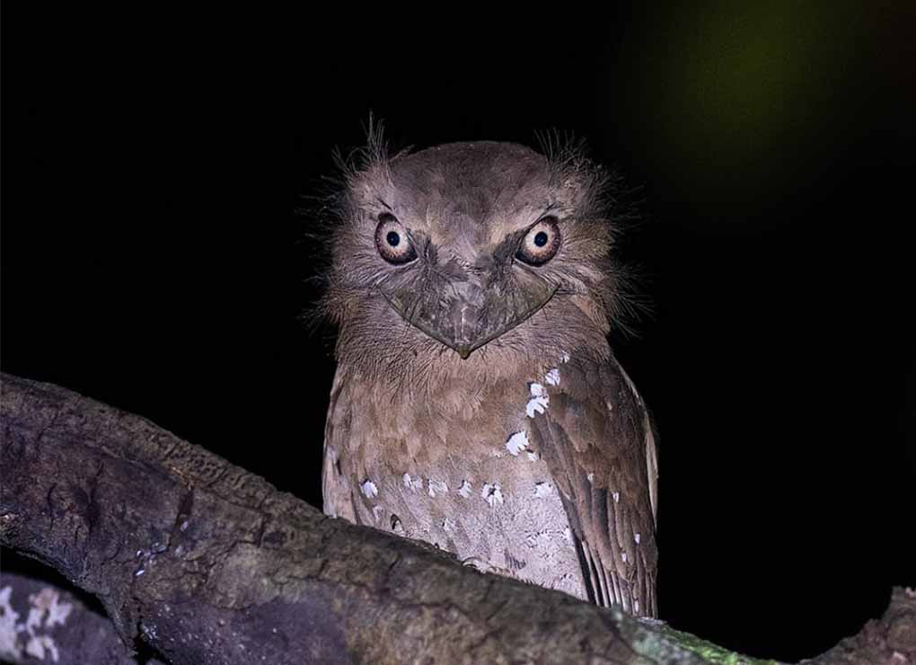 Photo of a Cylon Frogmouth in Thattekkad by Planet Asia Expeditions