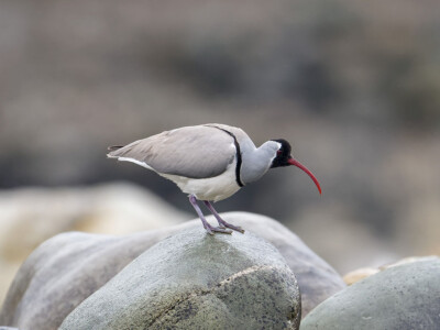 Photo of Ibis Bill from Ladak
