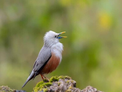 Malabar Starling from Thattekkad