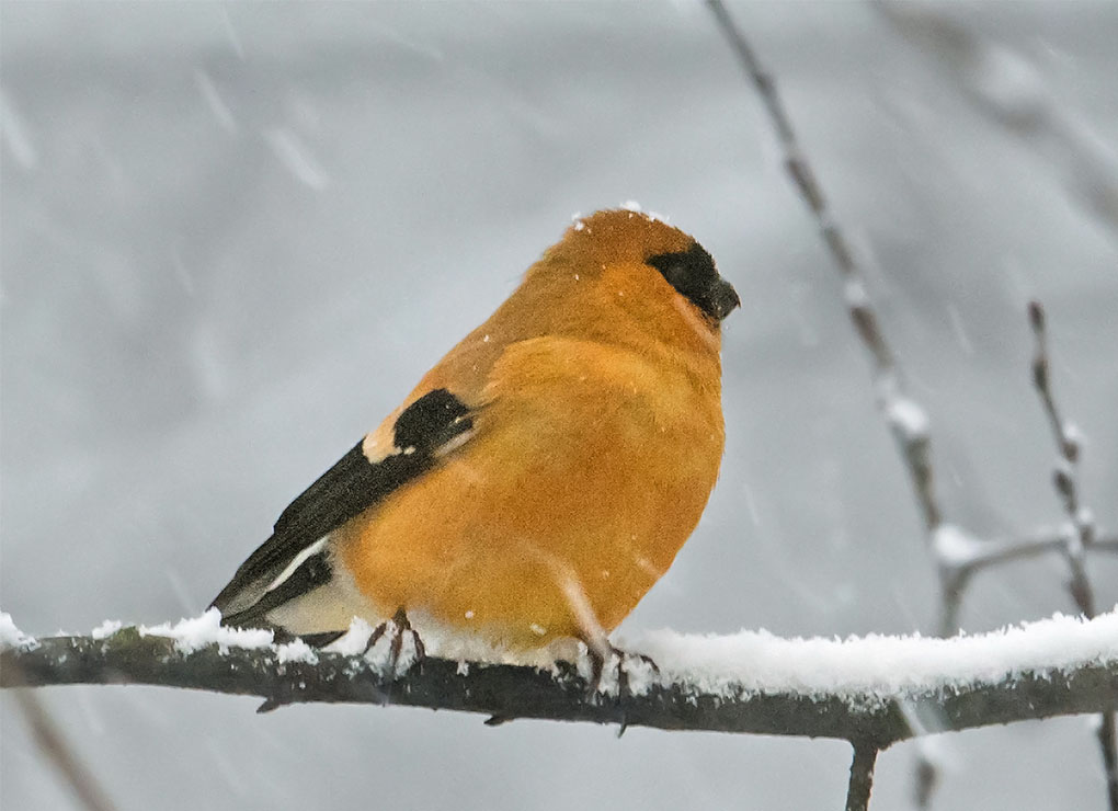 Photo of Orange Bullfinch from the Planet Asia Website