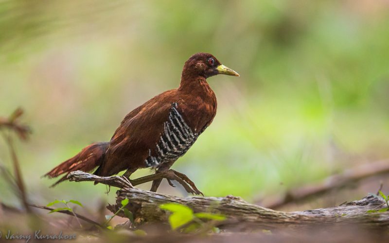 Brown Duck