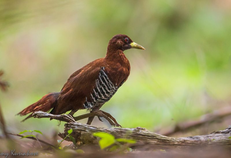 Brown Duck