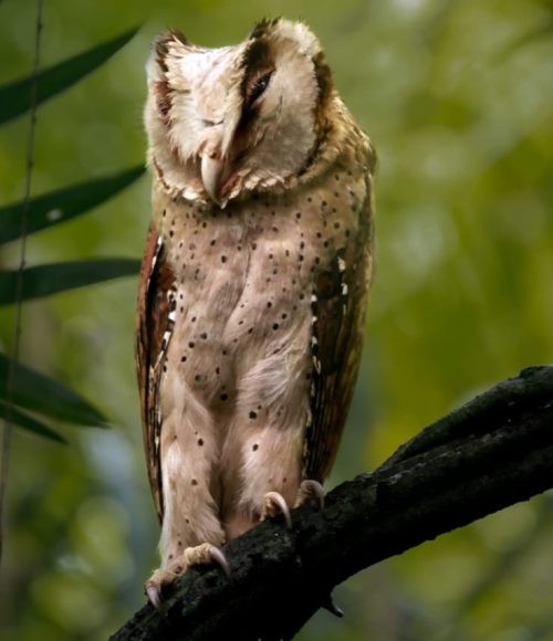 Bay Owl
