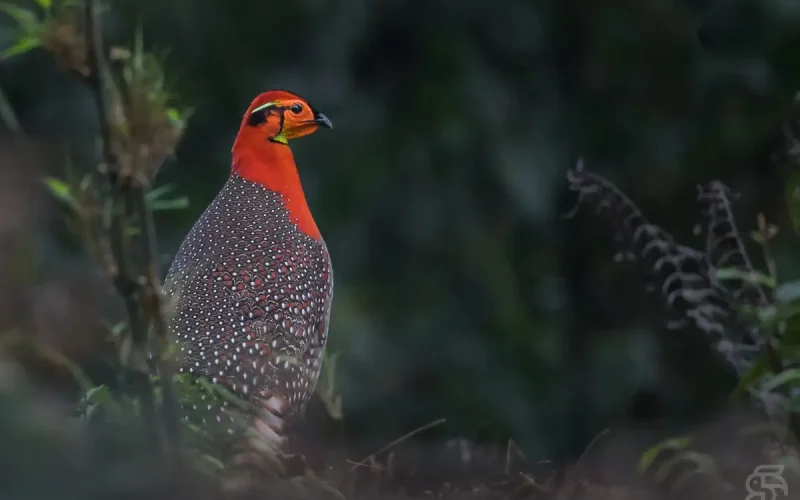 Blyth_s_Tragopan-Mishmi-16_March_2015 (1)