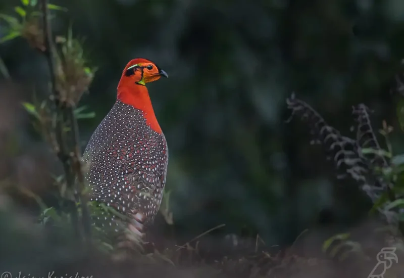 Blyth_s_Tragopan-Mishmi-16_March_2015 (1)