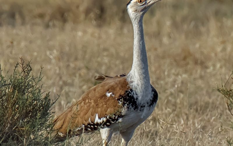 Great India Bustard