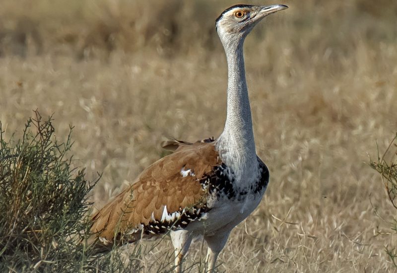 Great India Bustard