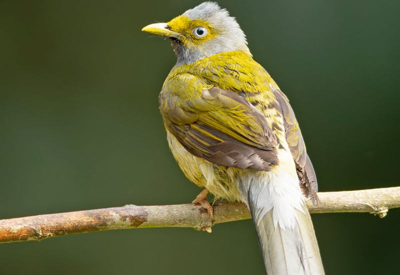Grey-Headed-Bulbul
