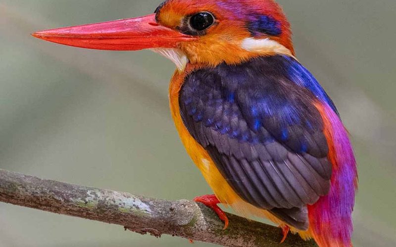 Oriental Dwarf Kingfisher