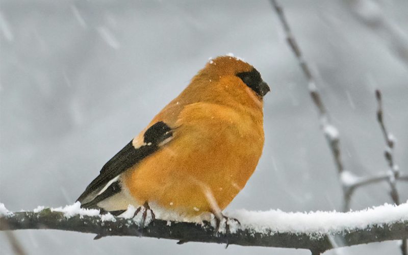 Photo of Orange Bullfinch from the Planet Asia Website