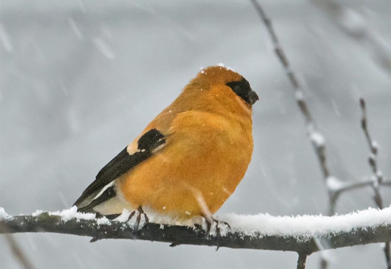Photo of Orange Bullfinch from the Planet Asia Website