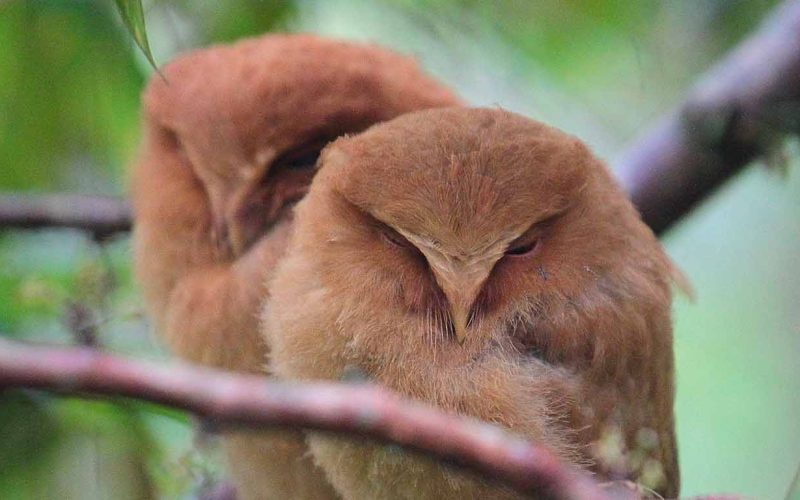 SERNDIB SCOPS OWL