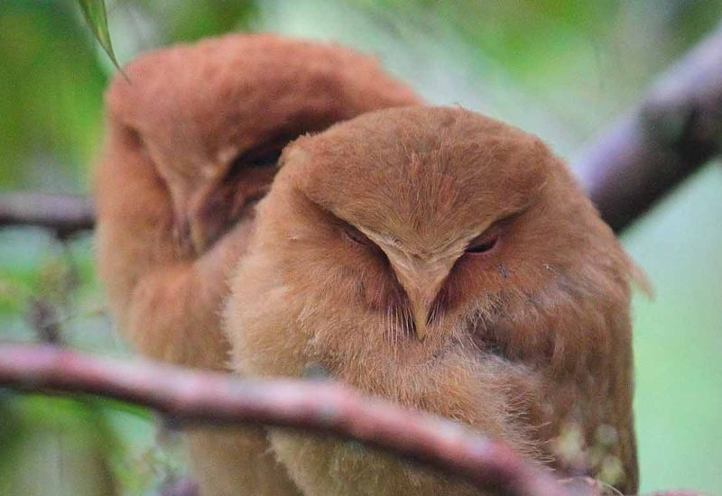 SERNDIB SCOPS OWL