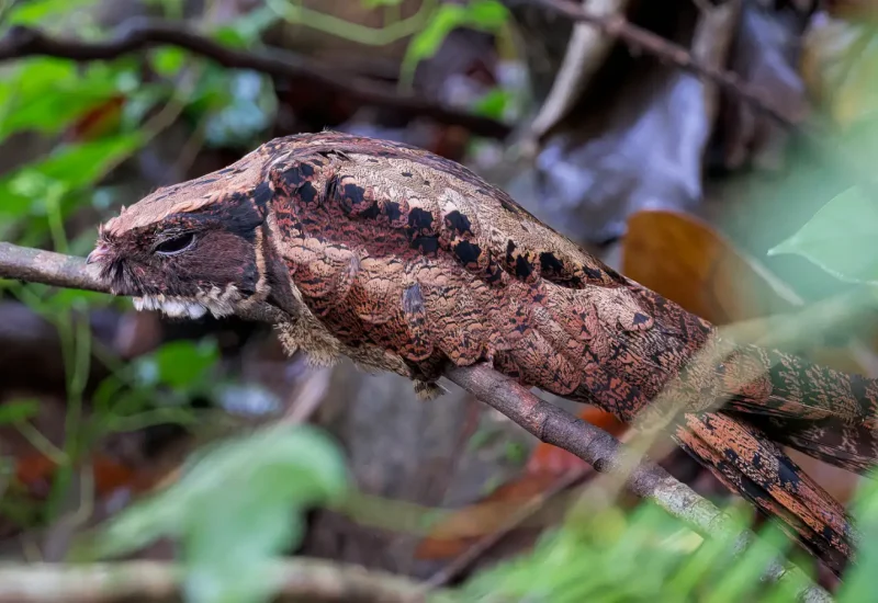 great-yeared-nightjar
