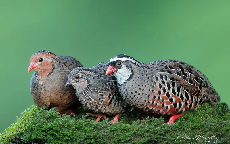painted-bush-quail-krishna-moorthy