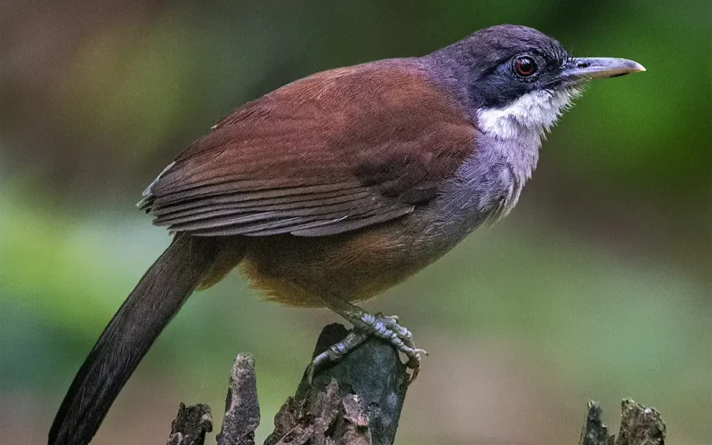 Wayanaad laughing Thrush